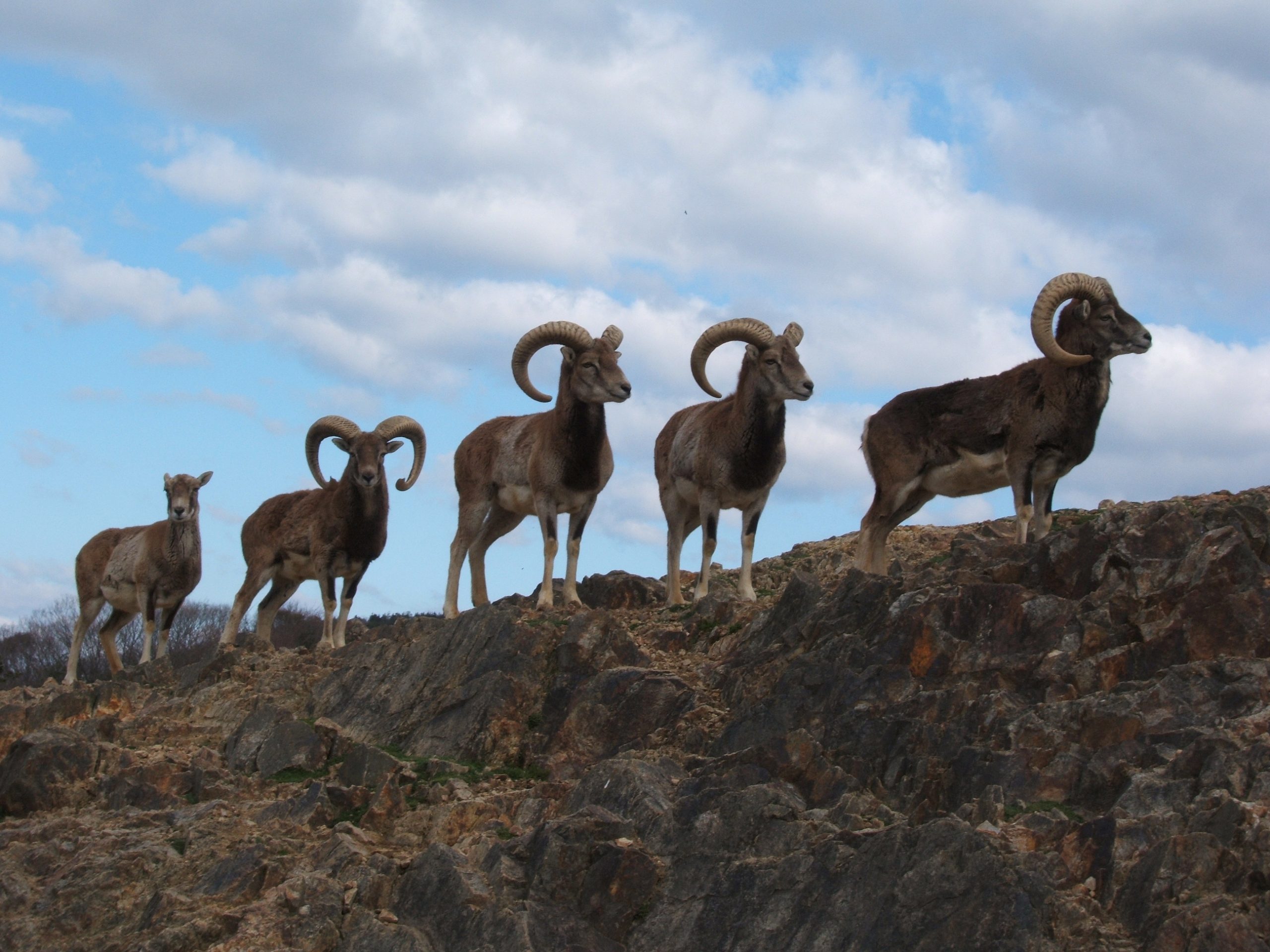 （画像提供：姫路セントラルパーク）