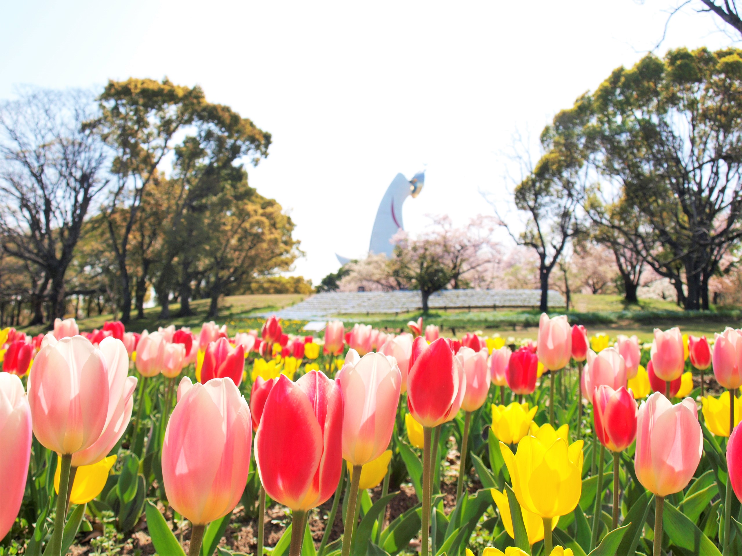 （画像提供：万博記念公園マネジメント・パートナーズ）