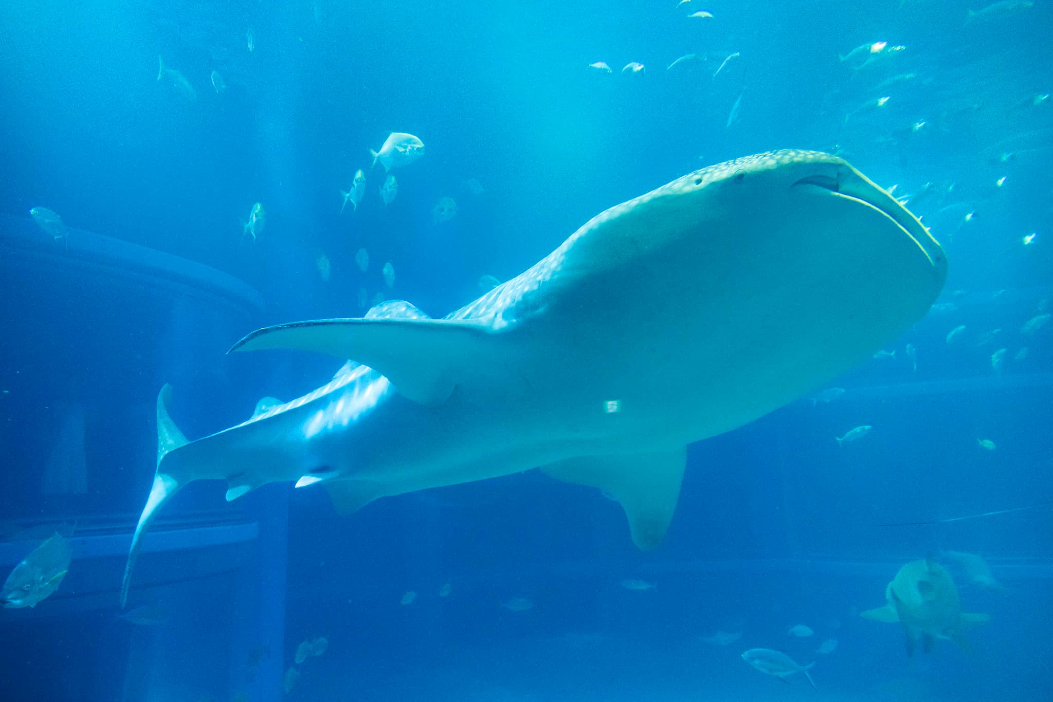 （画像出典：海遊館）