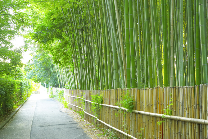 竹林の小径