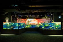 【2025】川崎水族館「カワスイ」の見どころガイド！お土産やグルメの情報も＜神奈川＞