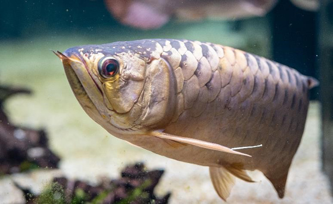 カワスイ 川崎水族館