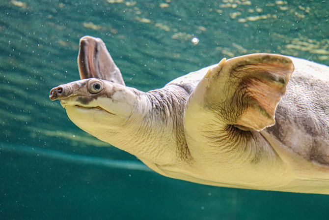 カワスイ 川崎水族館