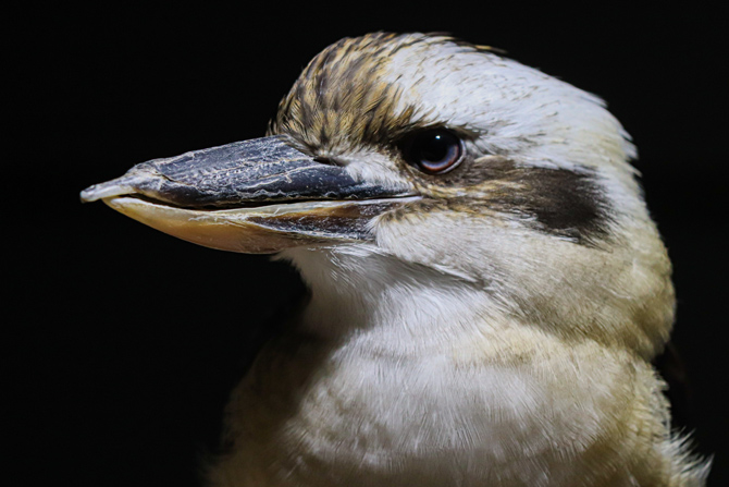 カワスイ 川崎水族館