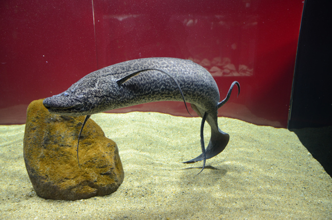 カワスイ 川崎水族館