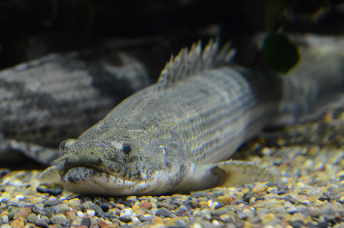 カワスイ 川崎水族館