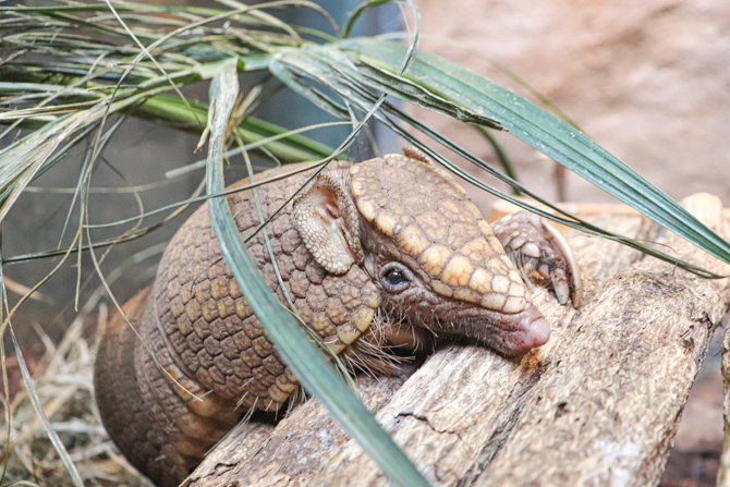 カワスイ 川崎水族館