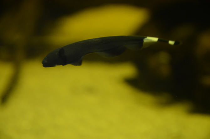 カワスイ 川崎水族館