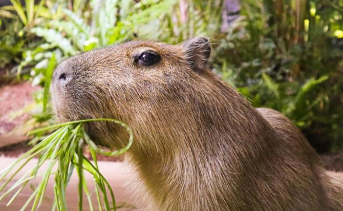 カワスイ 川崎水族館