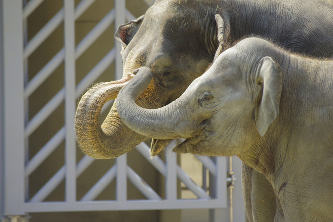 福岡市動植物園