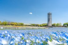 【東海】カップルで行きたい春のおすすめデートスポット30選！公園やレジャー施設も