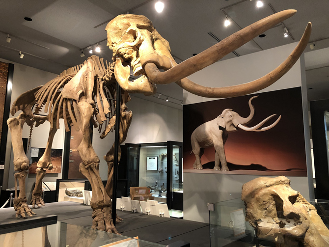 千葉県立中央博物館