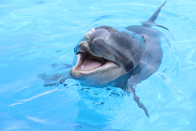 仙台うみの杜水族館