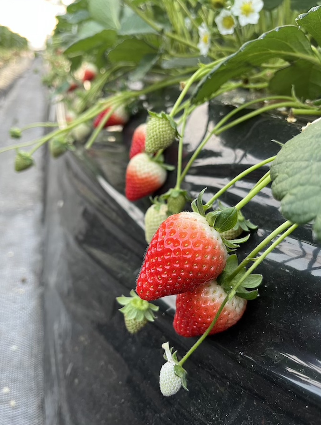 出会いの森いちご園 本店