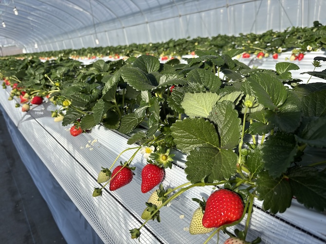 日光ストロベリーパーク