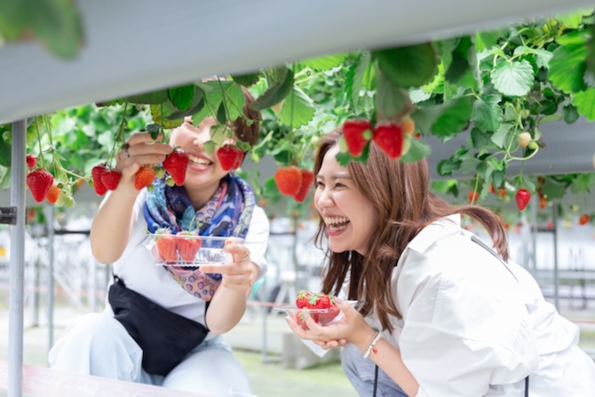ストロベリーハウスEBINA