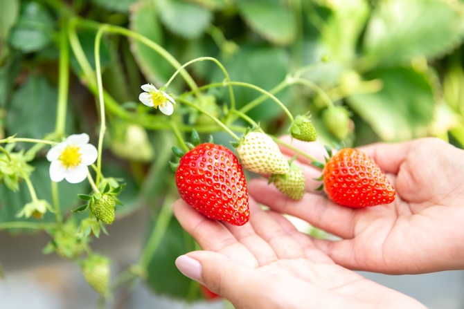 ストロベリーハウスEBINA