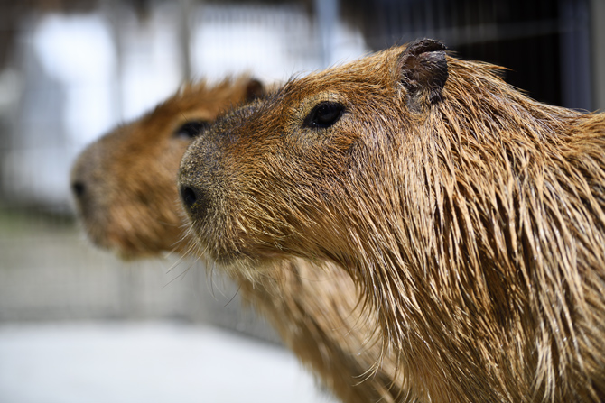 とんとんの丘 もちぶた館