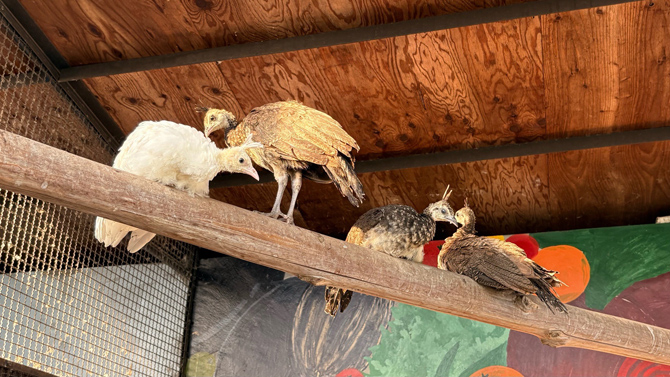 河北町児童動物園