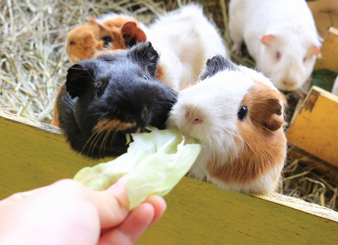 那須サファリパーク