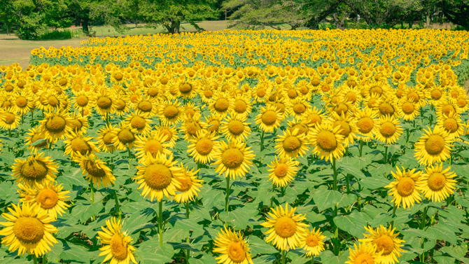 国営昭和記念公園