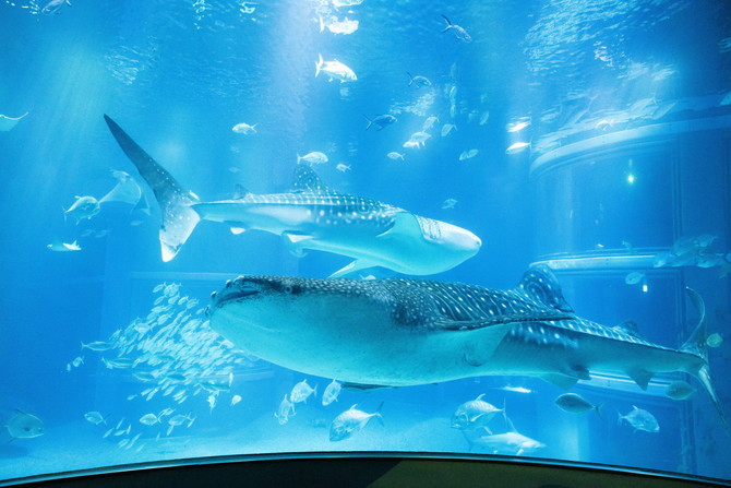 （画像提供：海遊館）