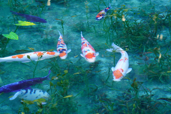 名もなき池（通称：モネの池）