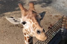 【京都】子どもが喜ぶ観光スポット8選！子連れ旅行におすすめ