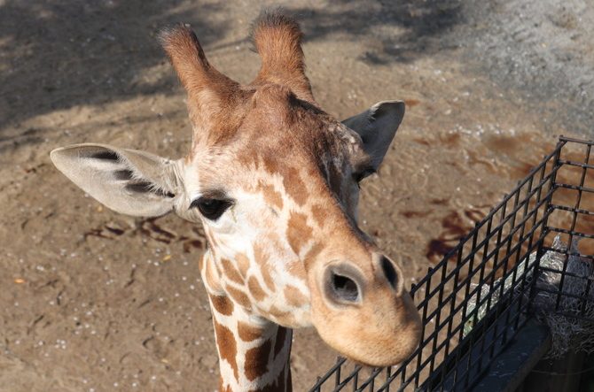 【京都】子どもが喜ぶ観光スポット8選！子連れ旅行におすすめ