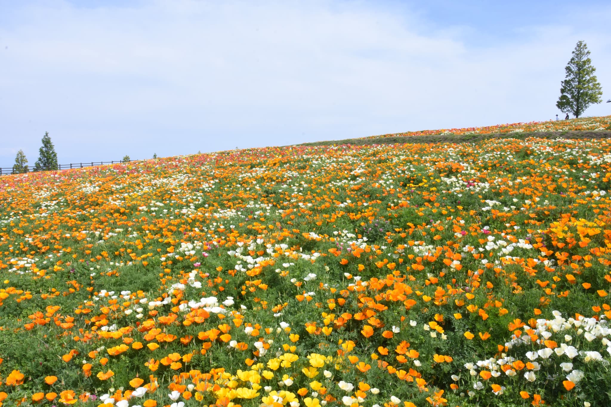 （画像提供：（C）あわじ花さじき）