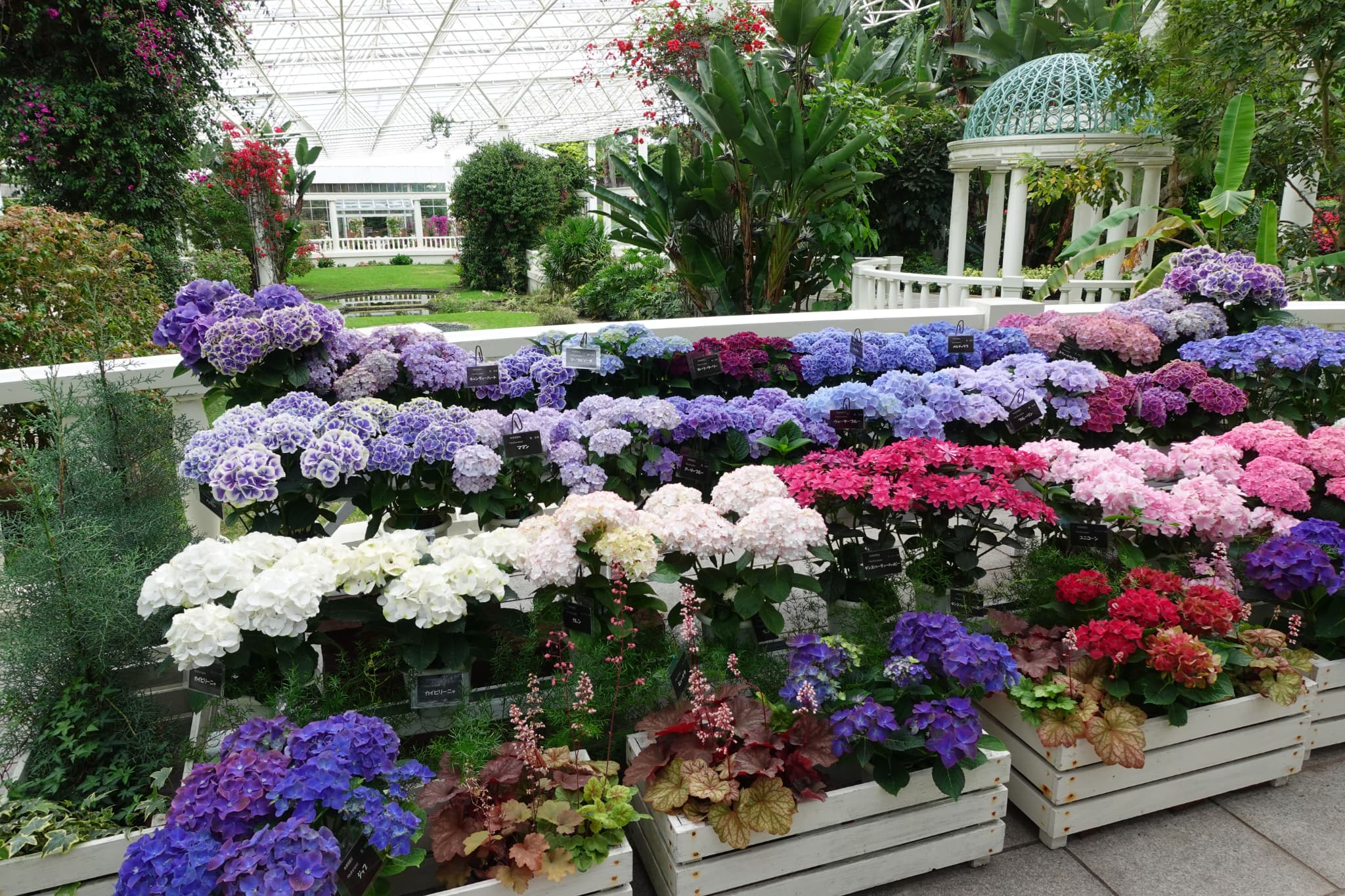 （画像提供：フラワーパークかごしま）