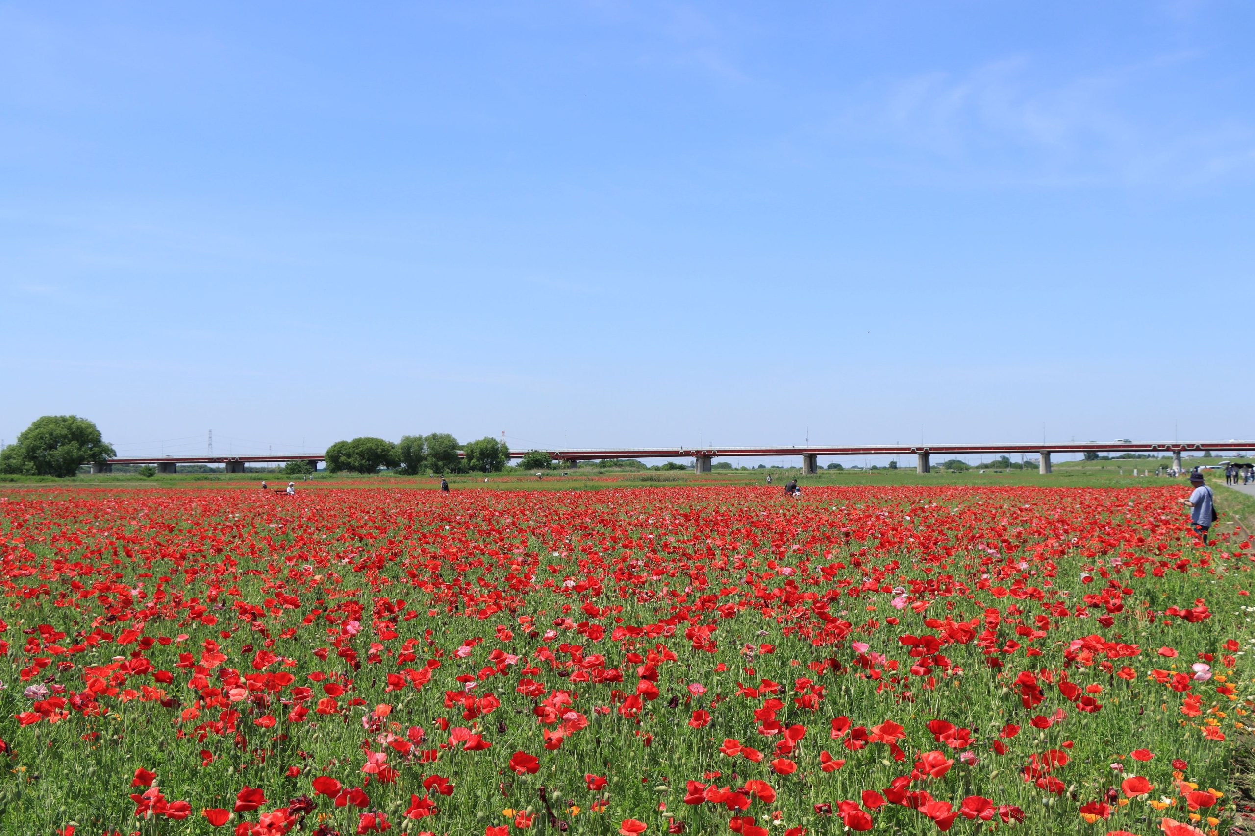 （画像提供：鴻巣市）