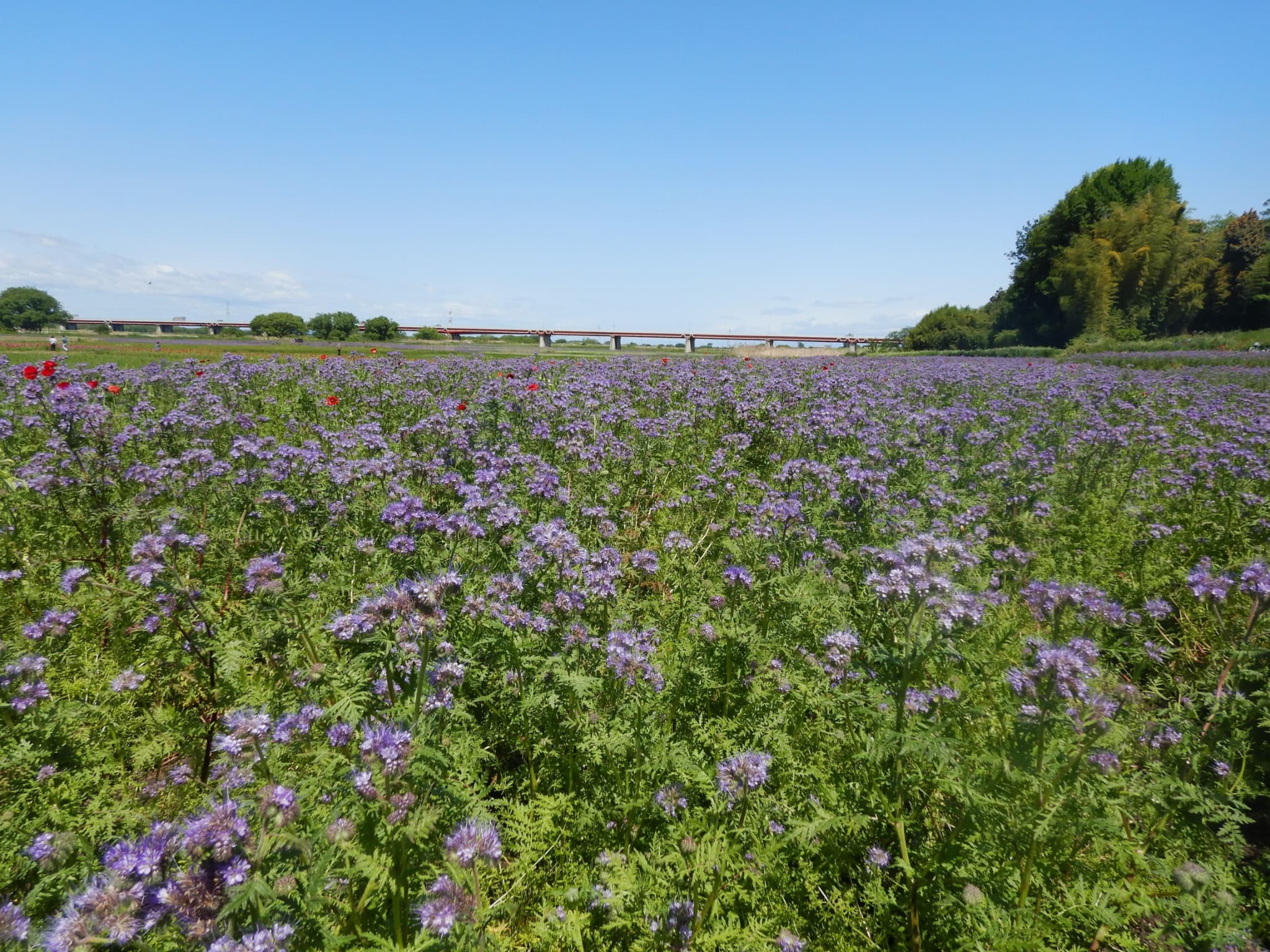 （画像提供：鴻巣市）
