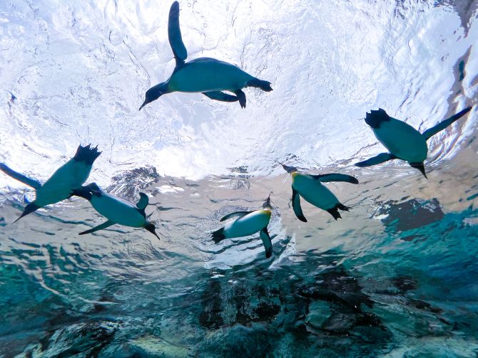 (画像提供:旭山動物園)