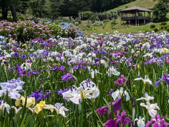 修善寺 虹の郷
