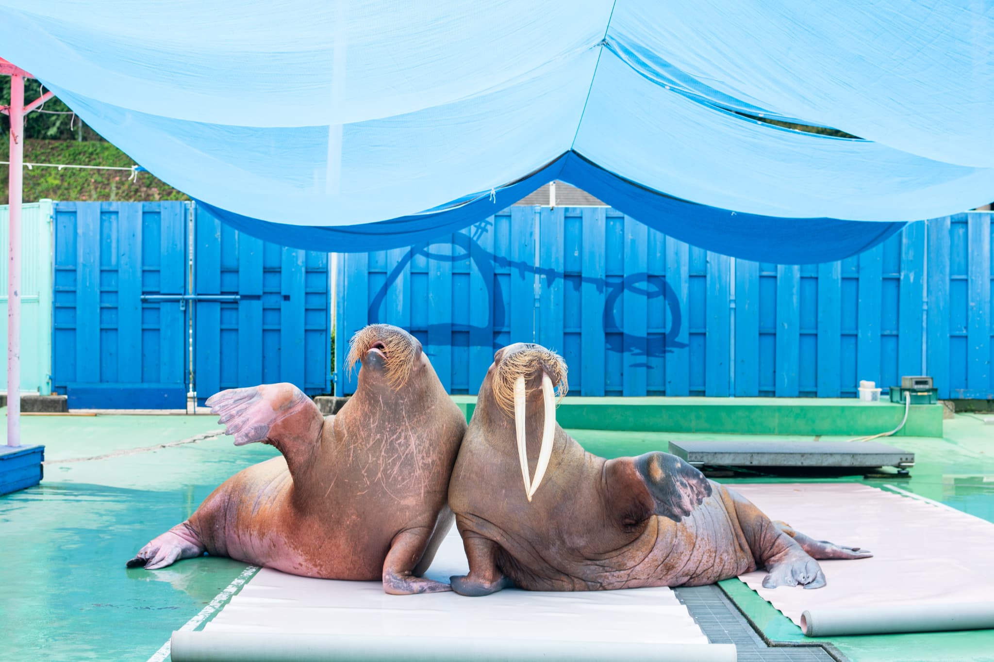 伊勢シーパラダイス