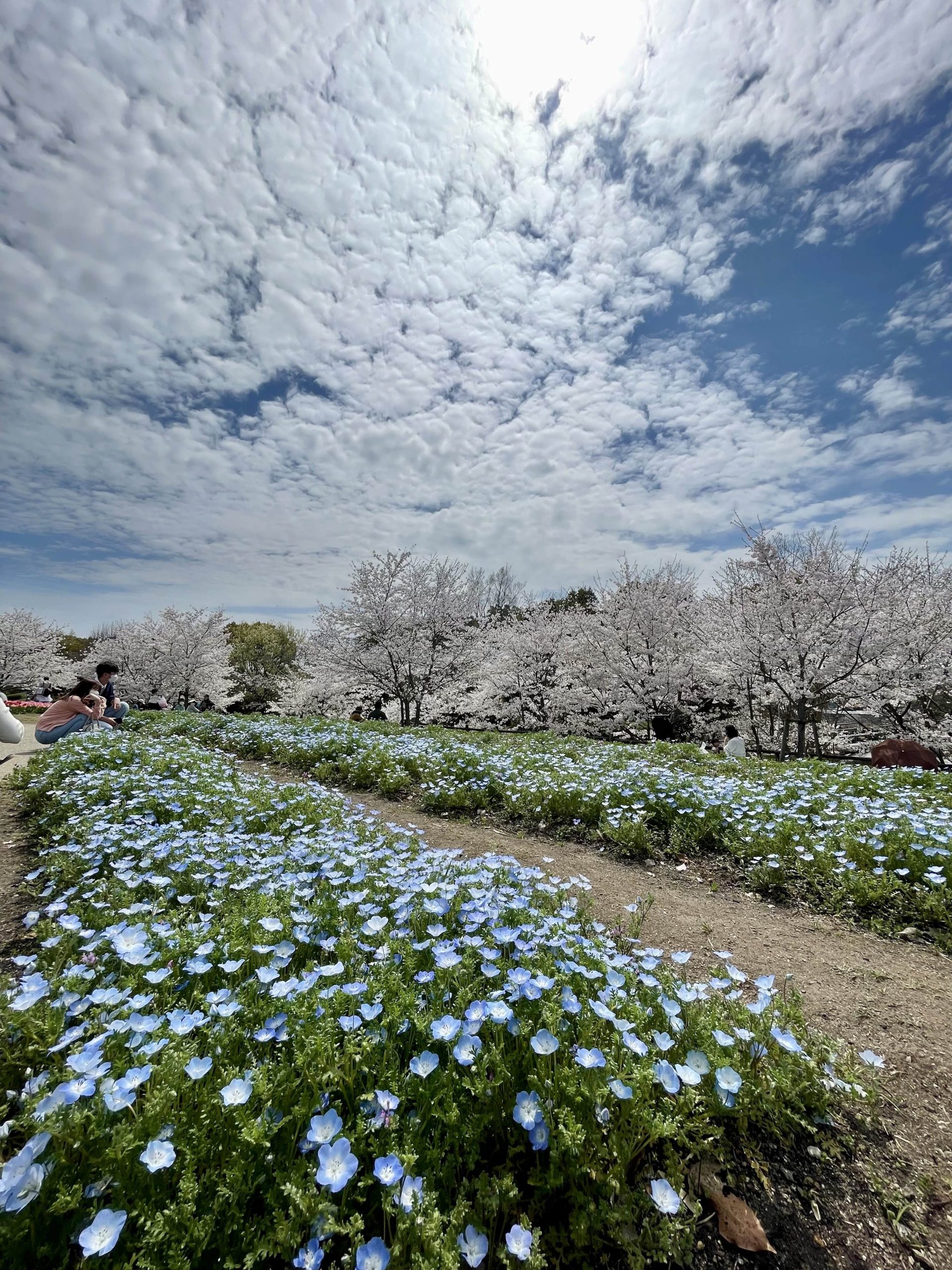 関西】春のときめき花絶景おすすめ11選。心躍るお花畑を見に行こう