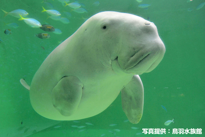鳥羽水族館