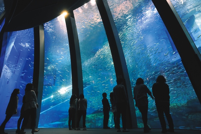 (画像提供:横浜・八景島シーパラダイス)
