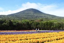第60回「八丈島フリージアまつり」開催！年に一度の八丈島の花景色を訪ねる旅へ