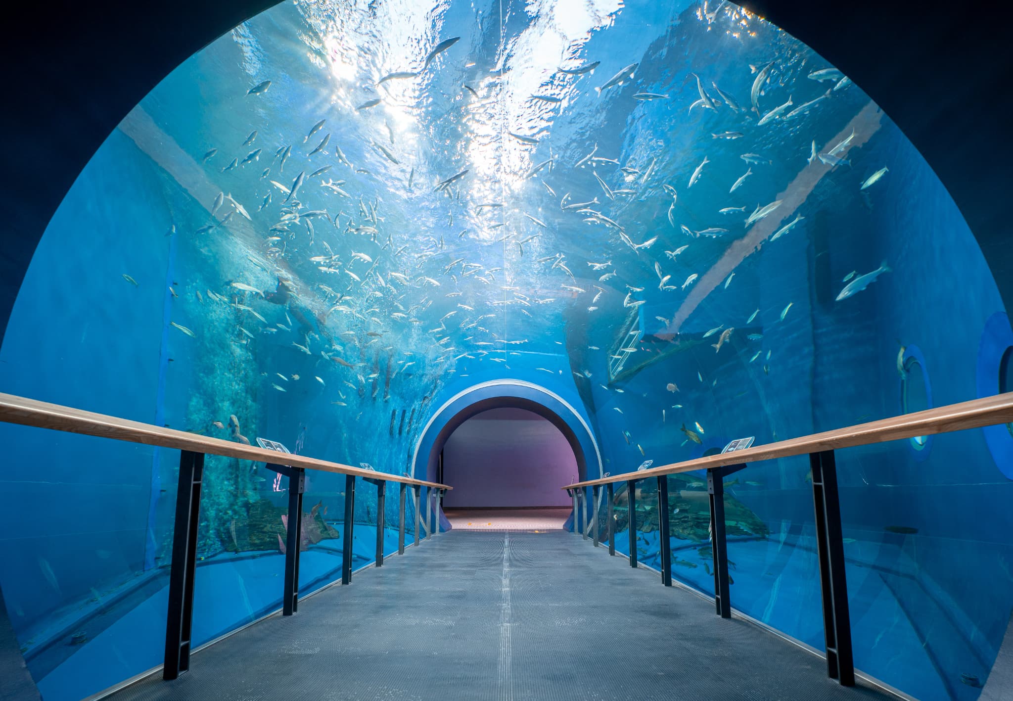 （画像提供：滋賀県立琵琶湖博物館）