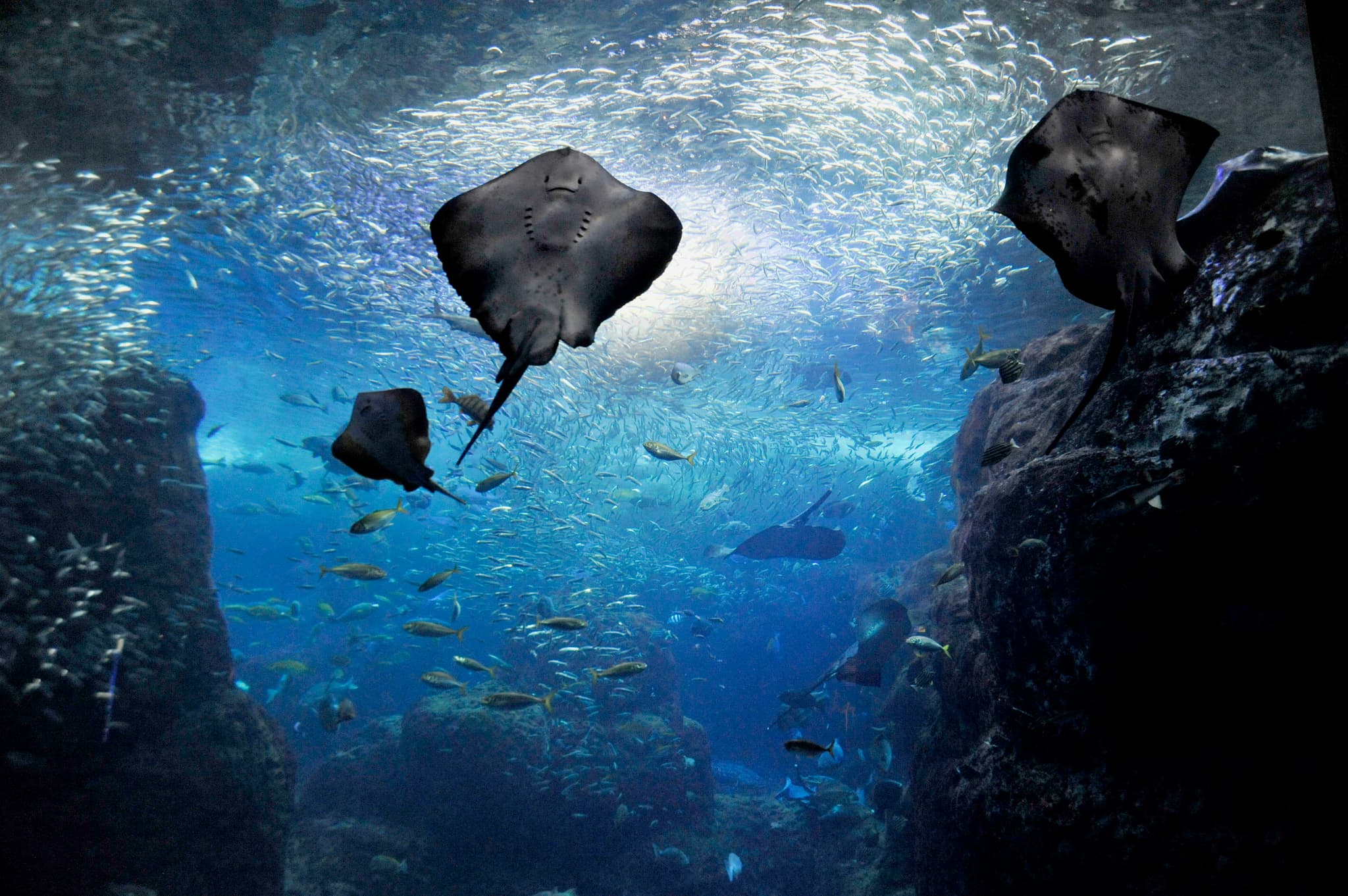 （画像提供：新江ノ島水族館）