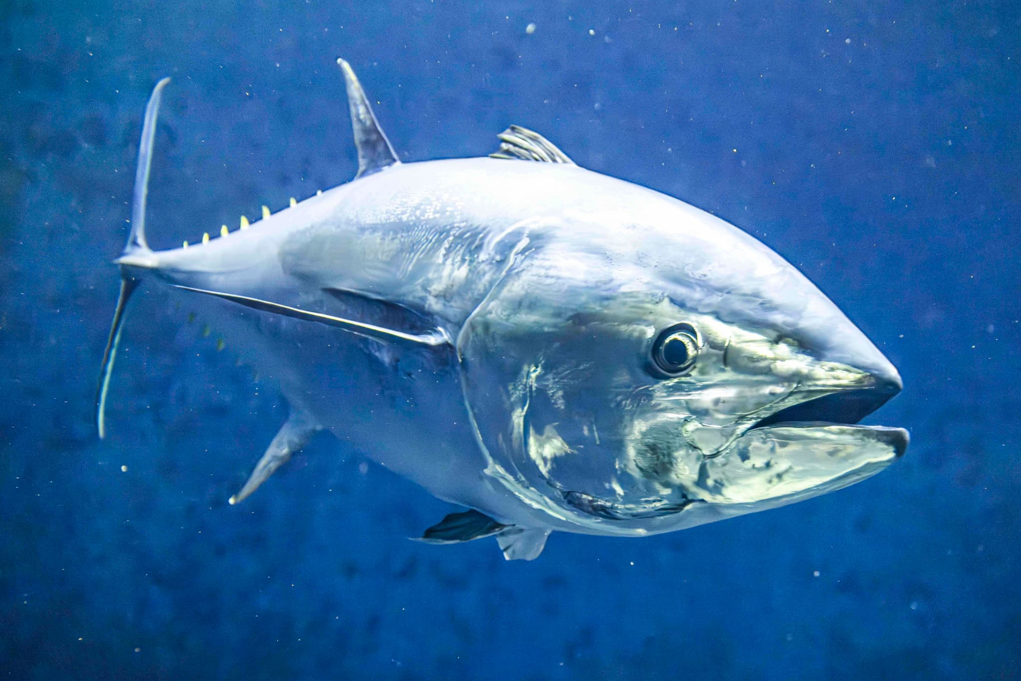 （画像提供：東京都葛西臨海水族園）