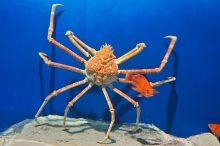 【全国】深海魚・深海生物の観賞できる水族館10選！シーラカンスやラブカの標本も