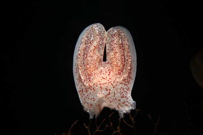 新江ノ島水族館_コトクラゲ