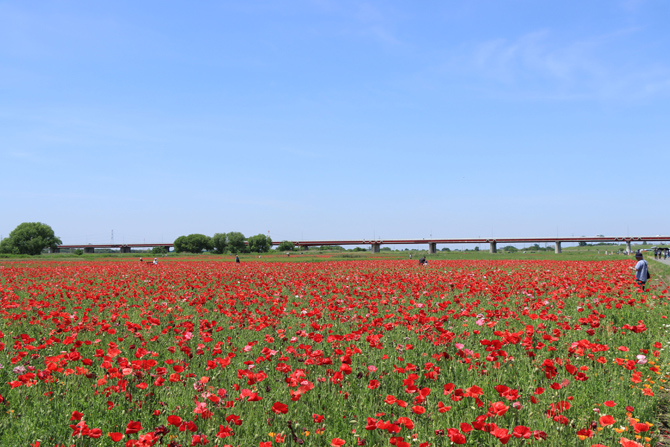 ポピー・ハッピースクエア