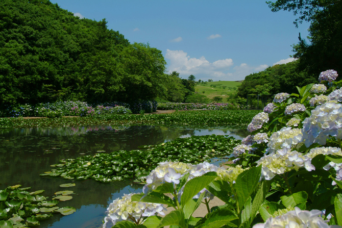 NEMU RESORT