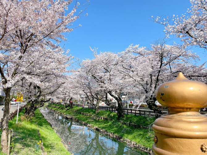 川越氷川神社