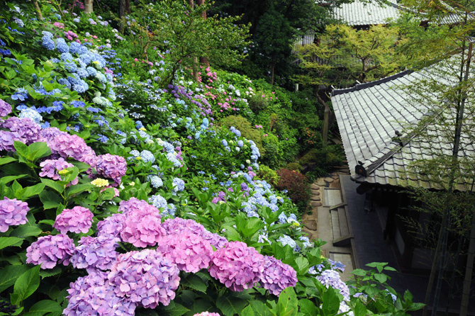 長谷寺