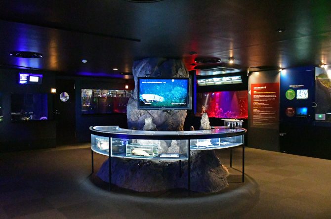 新江ノ島水族館_深海Ⅰ